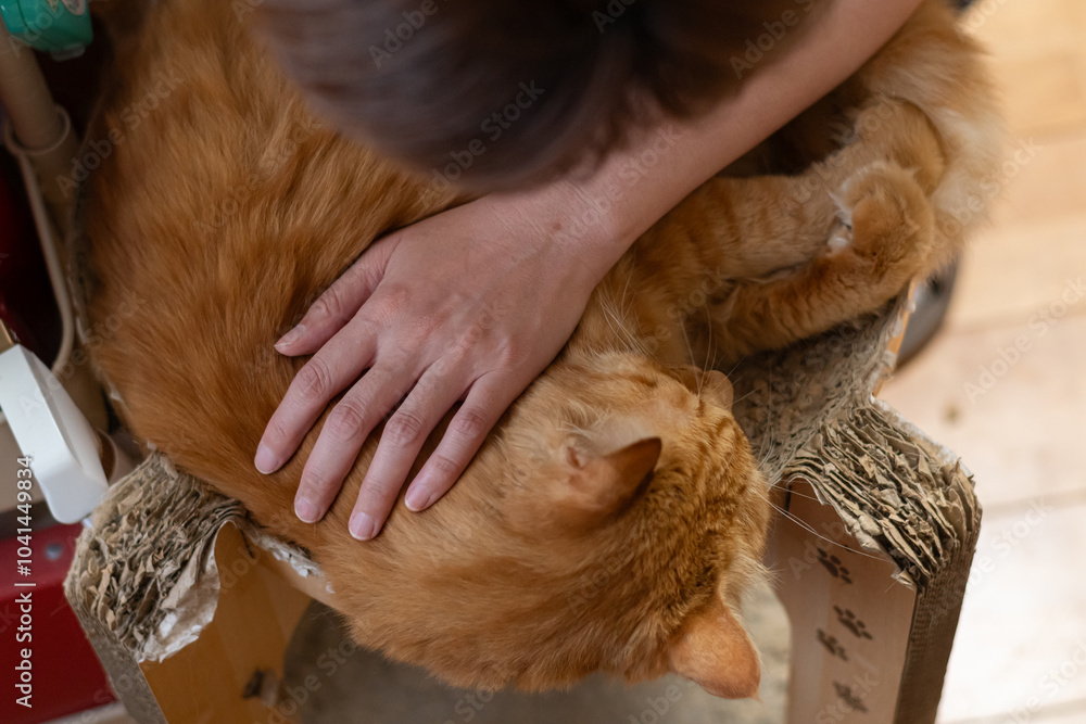 可愛い猫を撫でる飼い主 茶トラ猫 可愛い猫を撫でる飼い主 茶トラ猫