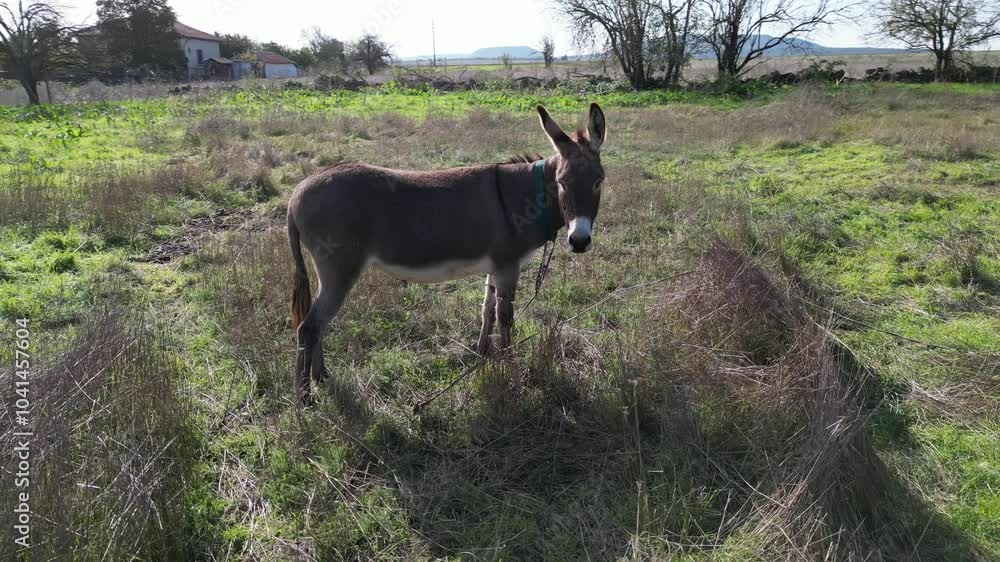 A donkey stands in a green field on a sunny day. Trees and grass are visible in the background, creating a peaceful rural scene A donkey stands in a green field on a sunny day. Trees and grass are visible in the background, creating a peaceful rural scene