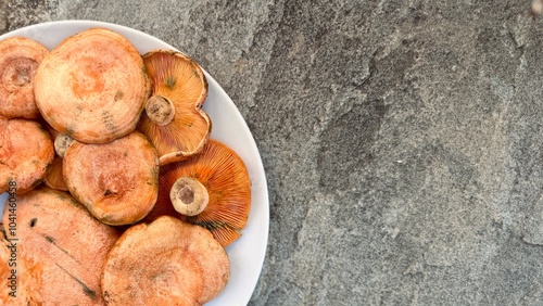 Lactarius deliciosus. Rovellons, Niscalos. Organic mushrooms freshly harvested from the forest. photo