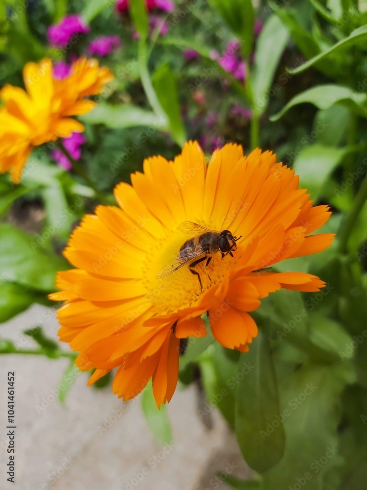 Bee pollination on a marigold in the Peak District Bee pollination on a marigold in the Peak District
