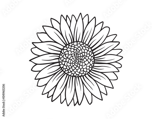 Outline drawing sunflower line art isolated. Hand drawn doodle sunflower. botanical vector flower illustration.