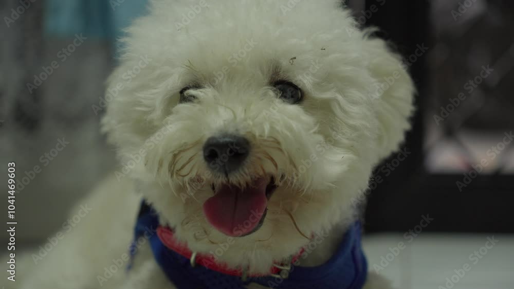 Adorable white pup panting calmly as it relaxes