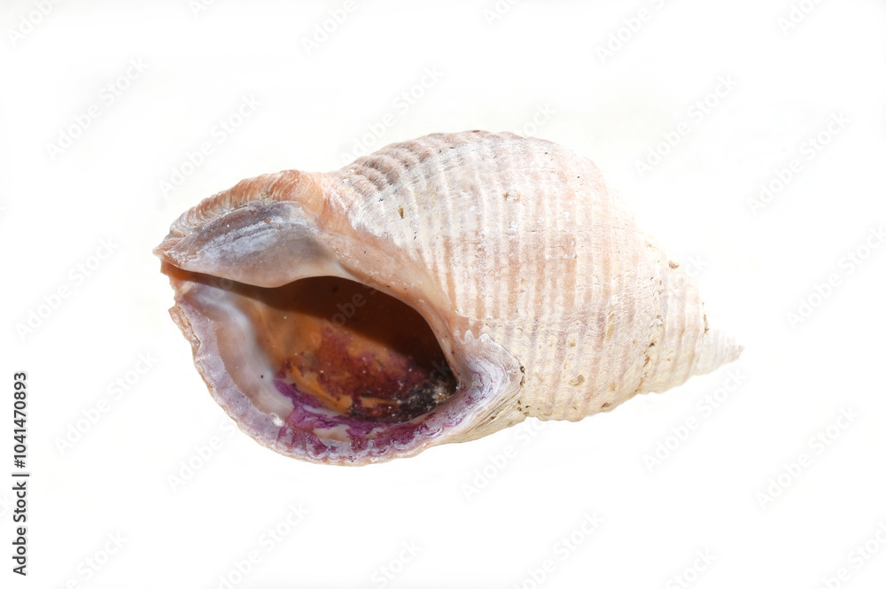 Naklejka premium Empty shell from Dog whelk snail Nucella lapillus isolated on white background