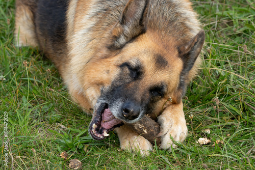 close-up of a beautiful german shepherd alsatian (Canis lupus familiaris)  photo