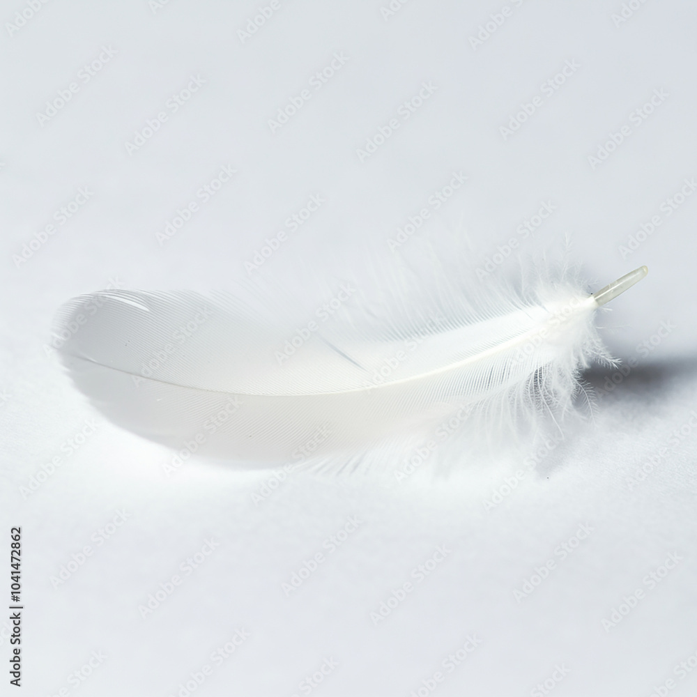 Obraz premium white feather isolated on white