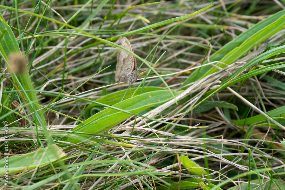 close-up of a meadow brown butterfly (Maniola jurtina) amongst grass undergrowth close-up of a meadow brown butterfly (Maniola jurtina) amongst grass undergrowth