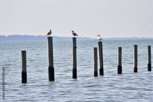 Old Dock Pilings Remnants of an old dock are marked by posts ris