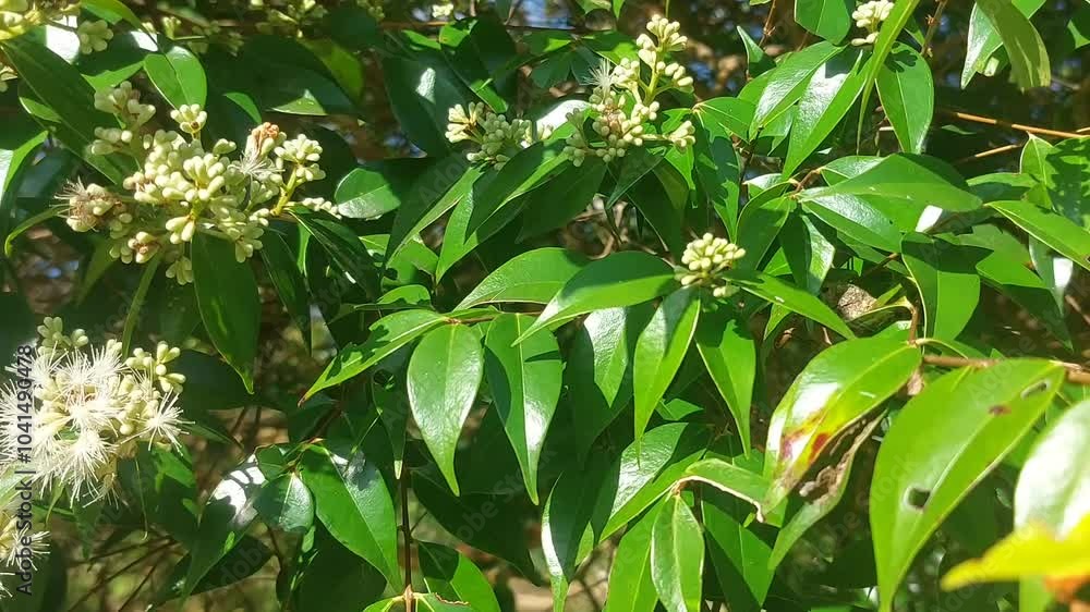 Carpenter bee feeding on white flowers in lush green foliage Carpenter bee feeding on white flowers in lush green foliage