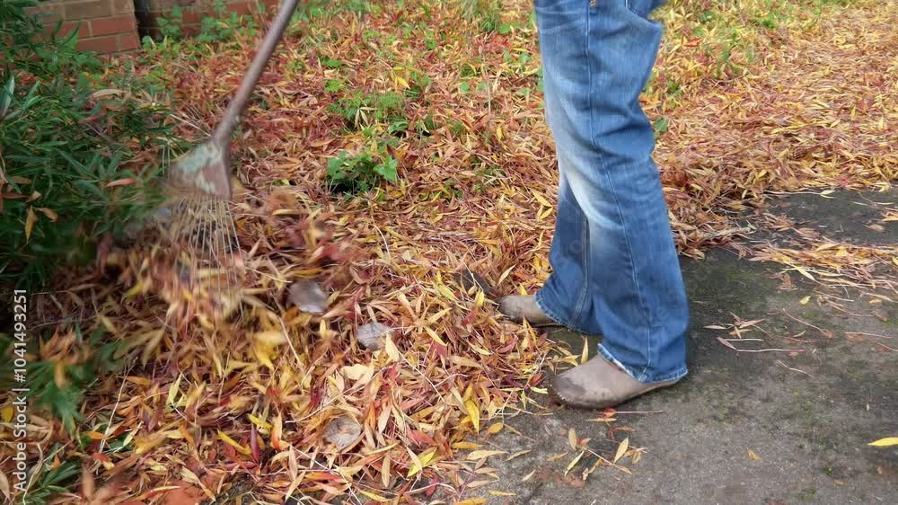 Man rakes up fallen yellow leaves on an asphalt path Man rakes up fallen yellow leaves on an asphalt path