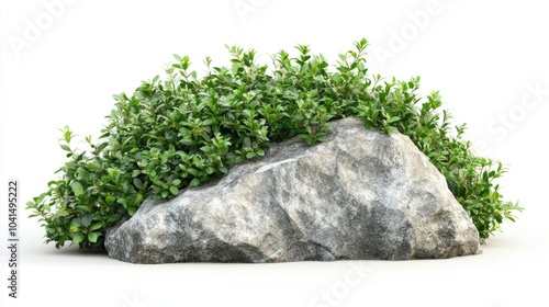 Isolated rock enveloped by foliage Ornamental shrub ideal for garden design Clipping path provided for design flexibility 3D visualization