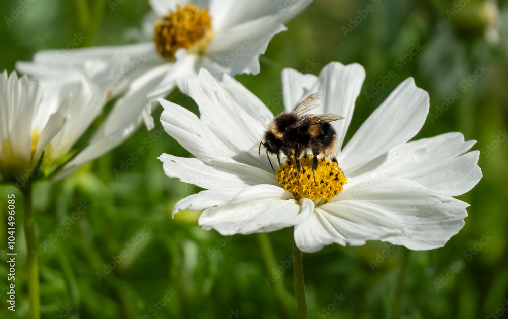 close-up of a bumblebee (Bombus) feeding on a cosmos flower (Cosmos bipinnatus, Mexican aster) close-up of a bumblebee (Bombus) feeding on a cosmos flower (Cosmos bipinnatus, Mexican aster)