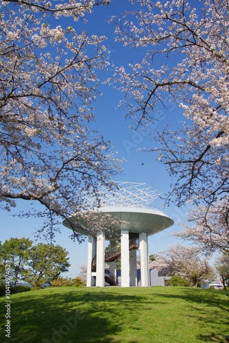 桜満開の春の野島公園
