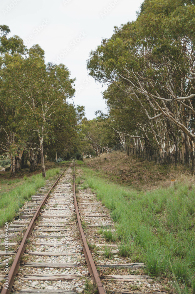 Obraz premium railways path in the woods