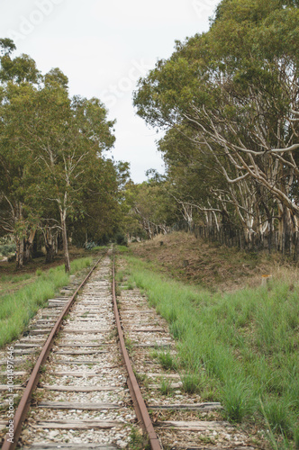 railways path in the woods