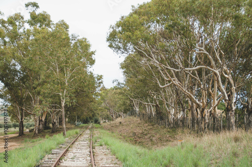 railways path in the woods