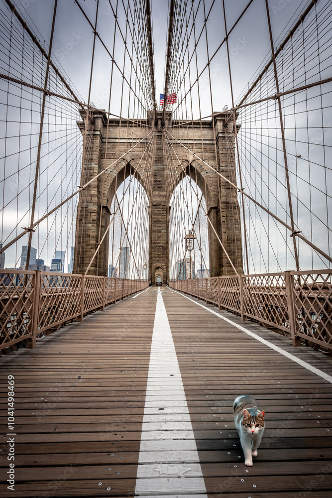 Fototapeta premium A cat walks on the Brooklyn-Bridge