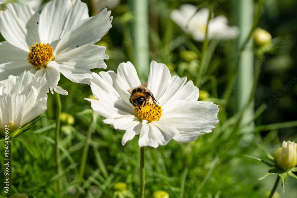 close-up of a bumblebee (Bombus) feeding on a cosmos flower (Cosmos bipinnatus, Mexican aster) close-up of a bumblebee (Bombus) feeding on a cosmos flower (Cosmos bipinnatus, Mexican aster)