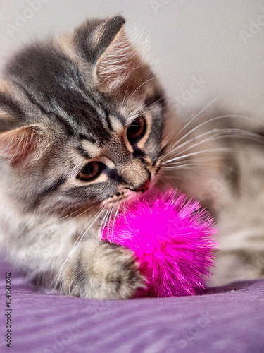 orange color cat playing with toys