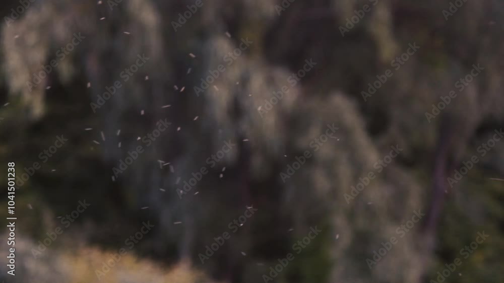 Small midges fly against the background of trees and forest. Insects in the natural environment among the forest and reservoir. Small midges fly against the background of trees and forest. Insects in the natural environment among the forest and reservoir.