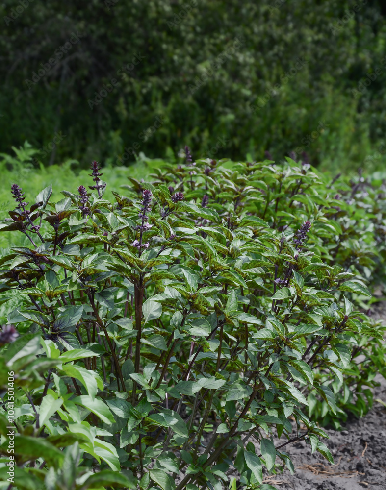 Fototapeta premium Green basil with flowers, in the open ground, on a bright sunny day.