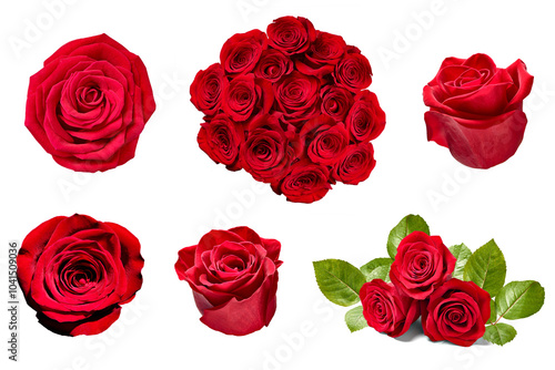flower rose petal blosspm background
