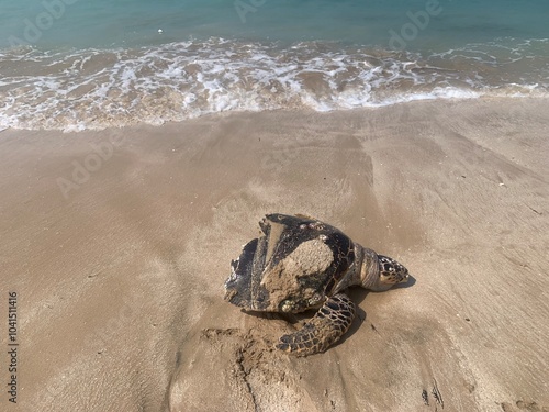 Decomposed sea turtle cut in half washed up on the beach