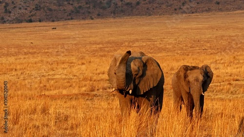 Frontal slomo view as two young bull African elephants stroll over dry veld