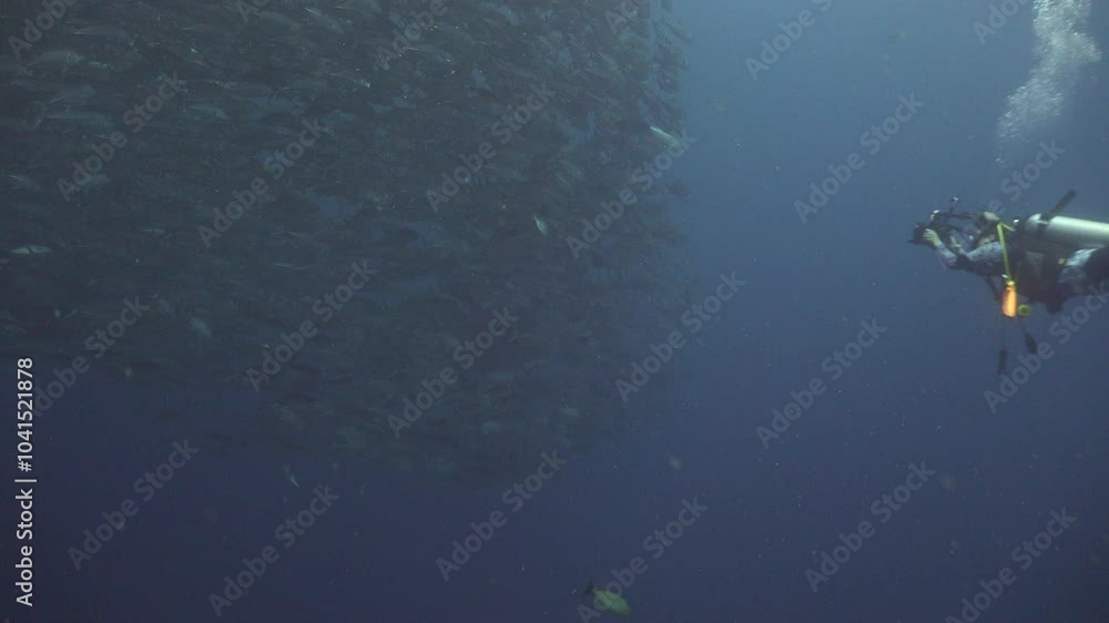 An underwater photographer is taking photos of a massive school of bigeye trevally An underwater photographer is taking photos of a massive school of bigeye trevally