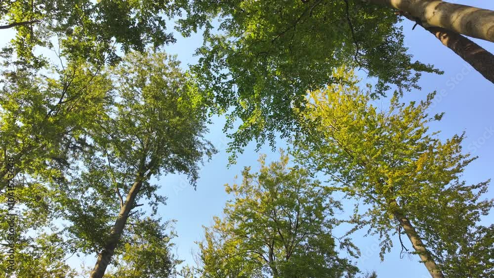 View Upwards Toward Tall Forest Trees with Green Canopy and Blue Sky. View Upwards Toward Tall Forest Trees with Green Canopy and Blue Sky.