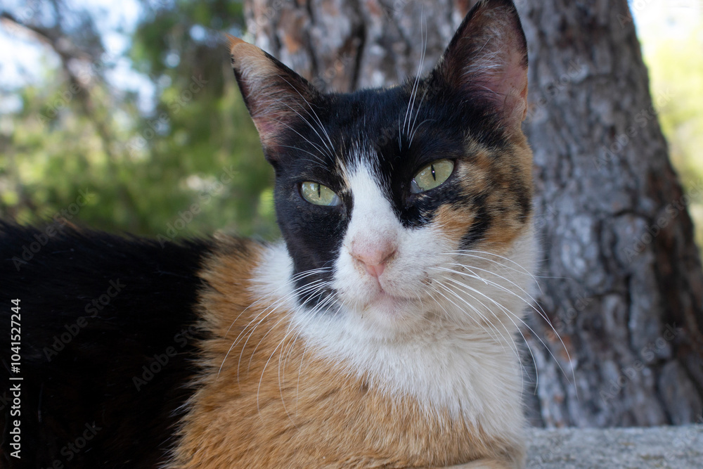 close up portrait of an angry looking cat. selective focus close up portrait of an angry looking cat. selective focus