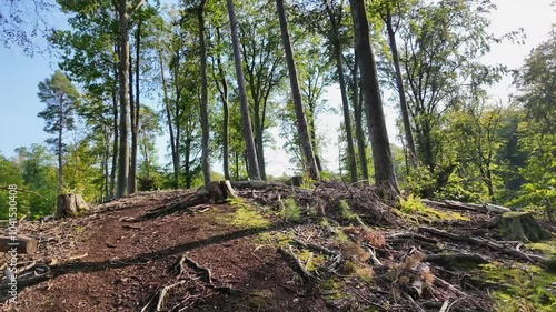 Wide-Angle View of a Forest with Tall Pine Trees and a Light-Dappled Floor.