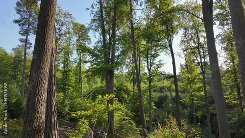 Tall Pine Trees with Greenery and Clear Blue Sky Visible Through the Canopy.