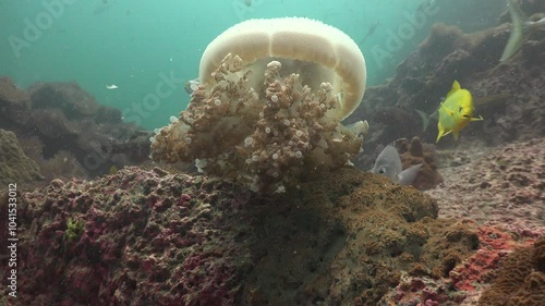 The jellyfish slowly moves along the bottom toward the camera. A multitude of small fish can be seen hiding within its tentacles.