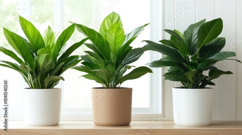 A set of three vibrant houseplants in stylish pots placed on a windowsill, offering a refreshing, natural atmosphere with bright daylight highlighting their lush green leaves.