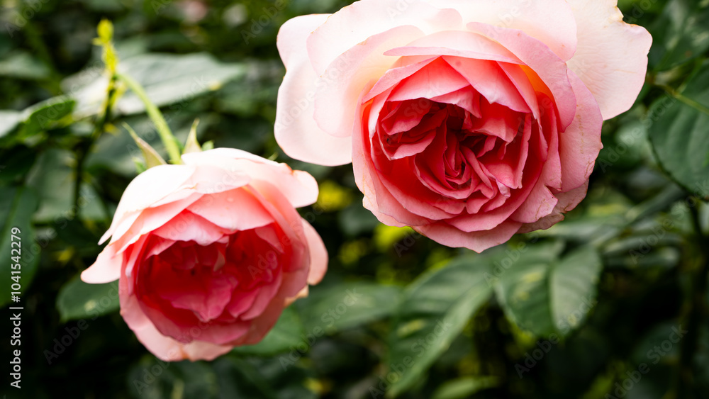 薔薇 薔薇