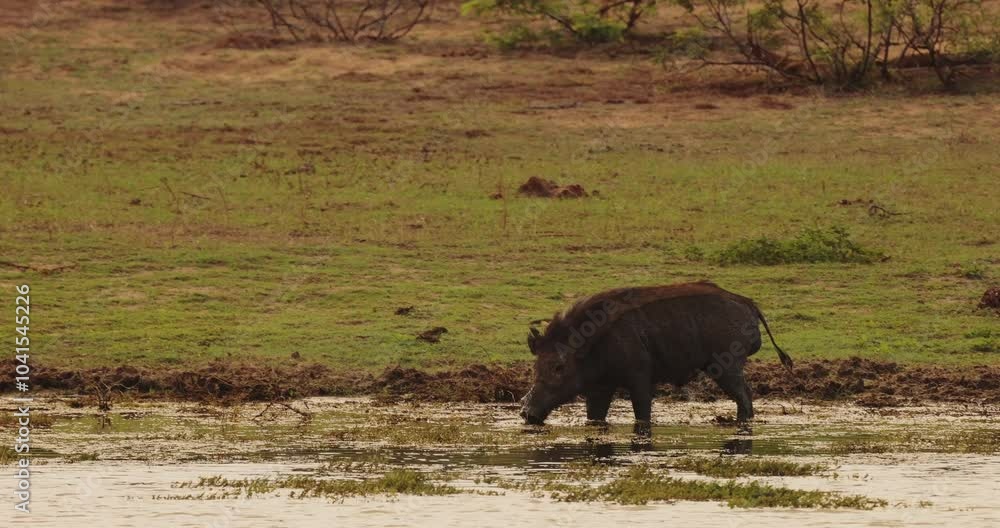 A serene scene of a wild boar and an egret by the water in Yala National Park, Sri Lanka. Ideal for wildlife, travel, nature, and biodiversity themes, highlighting the coexistence of different species A serene scene of a wild boar and an egret by the water in Yala National Park, Sri Lanka. Ideal for wildlife, travel, nature, and biodiversity themes, highlighting the coexistence of different species