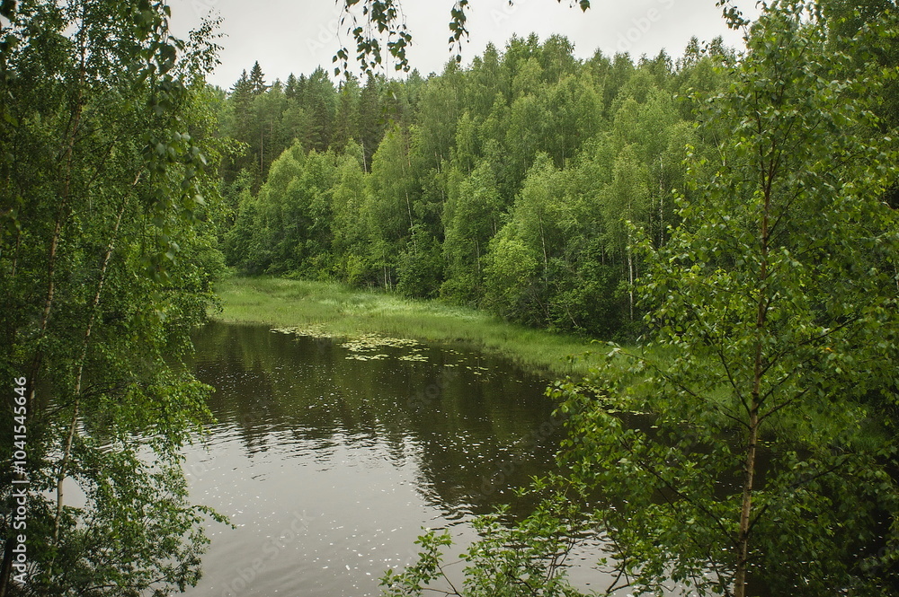 Obraz premium river and grass in the forest