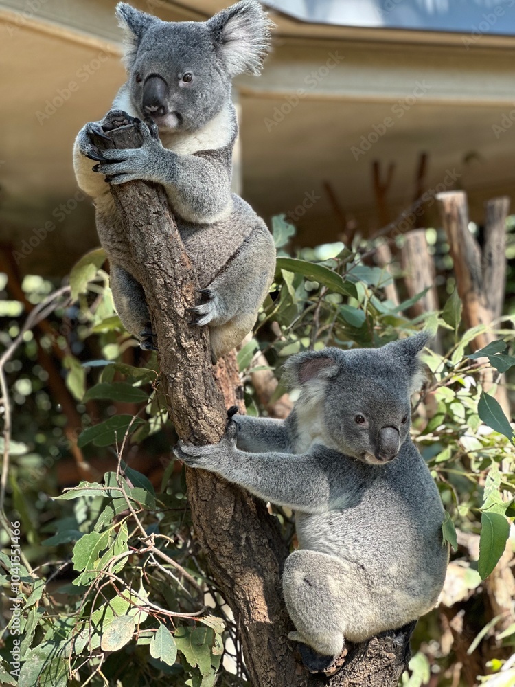 Fototapeta premium Koalas 