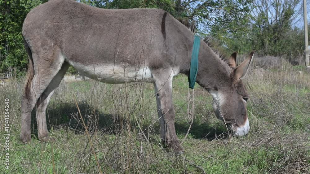 A donkey stands in a green field on a sunny day. Trees and grass are visible in the background, creating a peaceful rural scene A donkey stands in a green field on a sunny day. Trees and grass are visible in the background, creating a peaceful rural scene