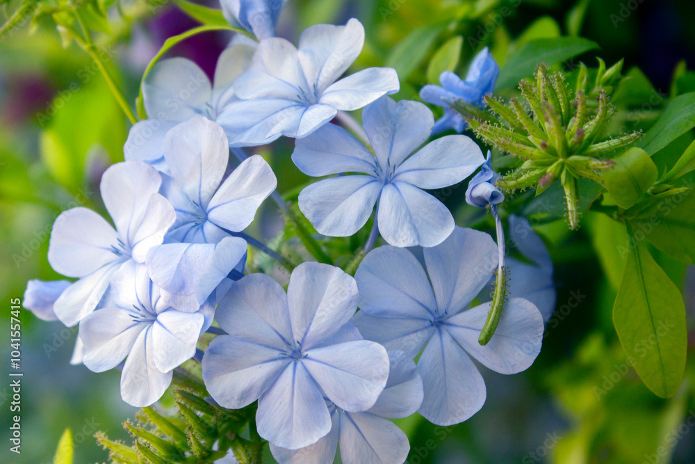 close-up of blue flower (Plumbago auriculata) in the garden. sunny day. selective focus close-up of blue flower (Plumbago auriculata) in the garden. sunny day. selective focus