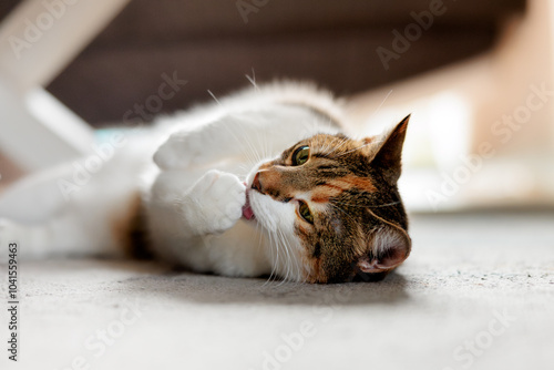 european cat spending time at home