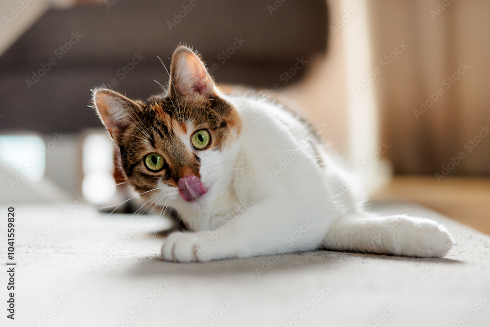 european cat spending time at home