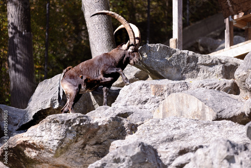 Steinbock in den Alpen