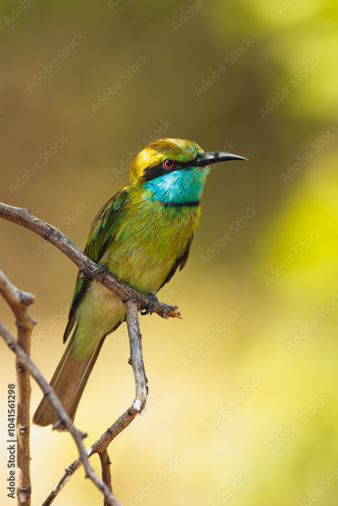 A striking green bee-eater bird sitting on a branch with a blurred natural background, ideal for wildlife, nature, and conservation themes. Suitable for editorial and promotional use. A striking green bee-eater bird sitting on a branch with a blurred natural background, ideal for wildlife, nature, and conservation themes. Suitable for editorial and promotional use.