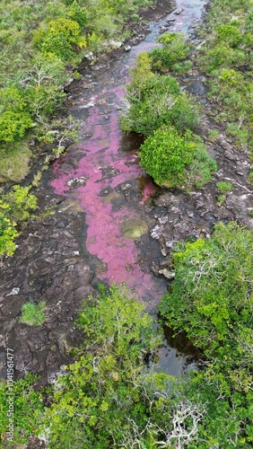 Aerial photo of Cano Cristales, a river located in the Serranía de la Macarena, Colombia