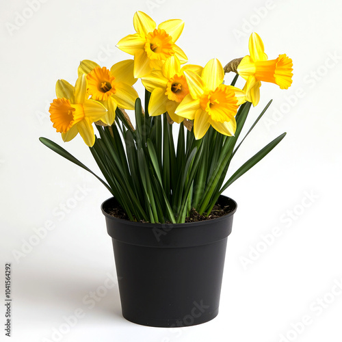 Wallpaper Mural A potted arrangement of yellow daffodils with orange centers, isolated on a white background. Torontodigital.ca