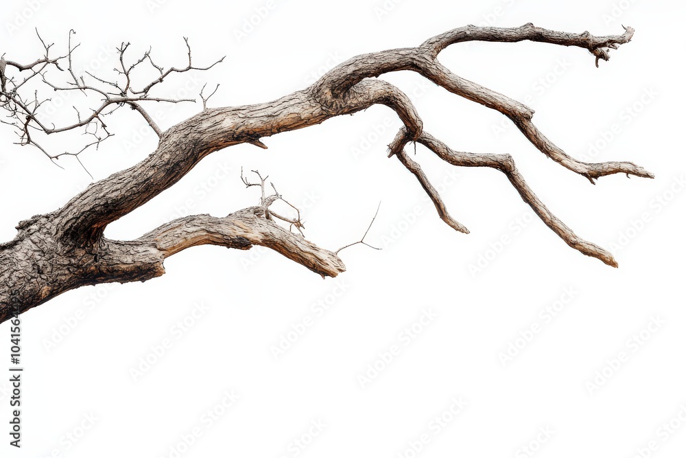 Broken Branch on White Background. Detailed Dry Acacia Tree Branch Fragment Broken Branch on White Background. Detailed Dry Acacia Tree Branch Fragment