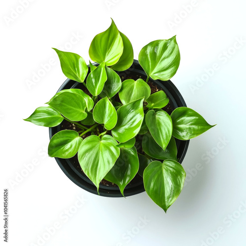 A potted green plant with large, heart-shaped leaves viewed from above against a white background. photo