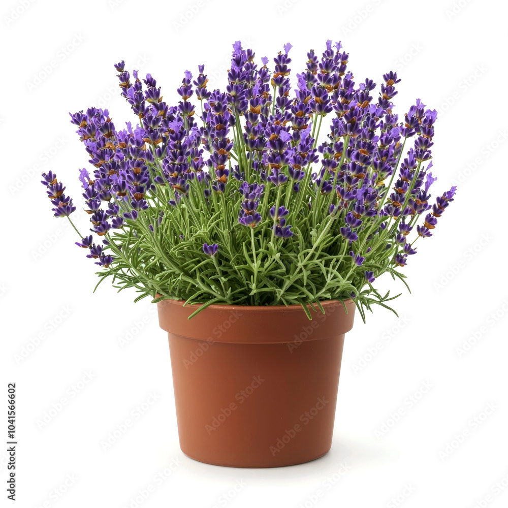 A potted lavender plant with purple flowers on a white background. A potted lavender plant with purple flowers on a white background.