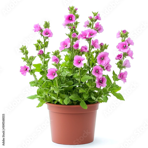 Wallpaper Mural A potted plant with pink flowers. Torontodigital.ca